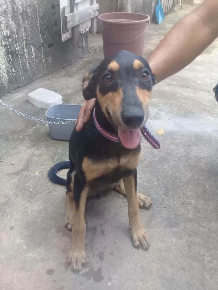 Cachorro ra a Vira lata idade 2 a 6 meses nome Nala 