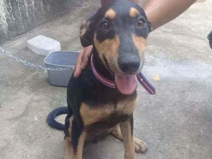 Cachorro ra a Vira lata idade 2 a 6 meses nome Nala 