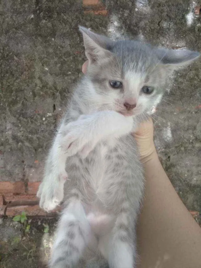 Gato ra a Vira lata idade Abaixo de 2 meses nome Os três mosqueteiros