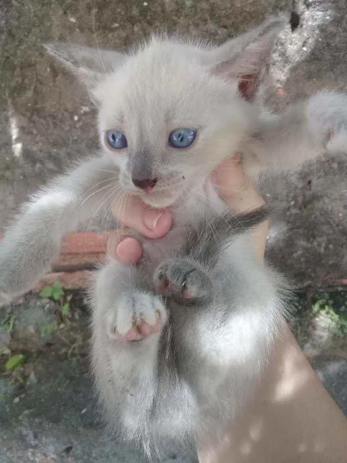 Gato ra a Vira lata idade Abaixo de 2 meses nome Os três mosqueteiros