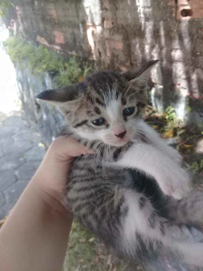 Gato ra a Vira lata idade Abaixo de 2 meses nome Os três mosqueteiros