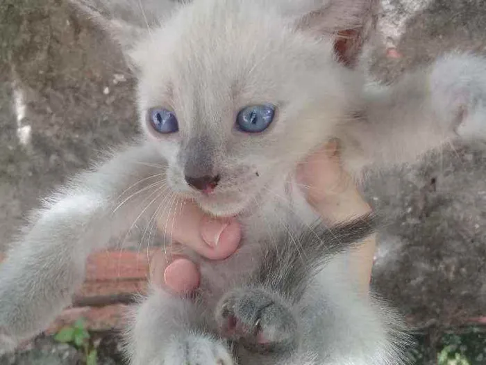 Gato ra a Vira lata idade Abaixo de 2 meses nome Os três mosqueteiros