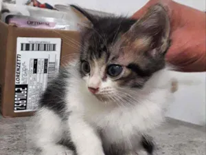 Gato raça Srd idade Abaixo de 2 meses nome Pingo