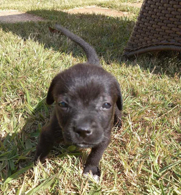 Cachorro ra a SRD idade Abaixo de 2 meses nome "Pontinha"