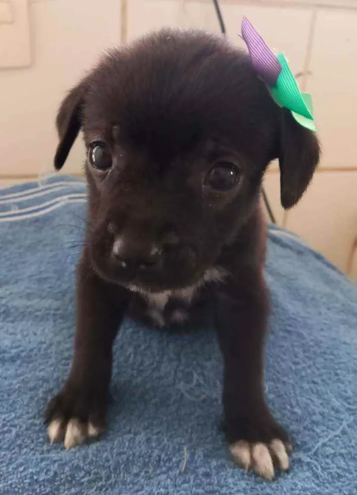 Cachorro ra a SRD idade Abaixo de 2 meses nome "Pontinha"