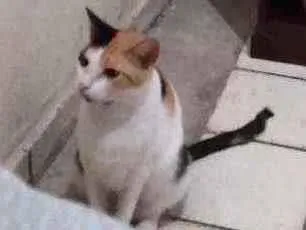 Gato ra a  idade 2 anos nome Nala