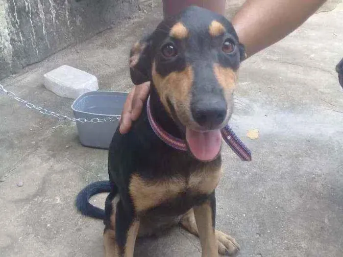 Cachorro ra a Vira lata idade 2 a 6 meses nome Nala 