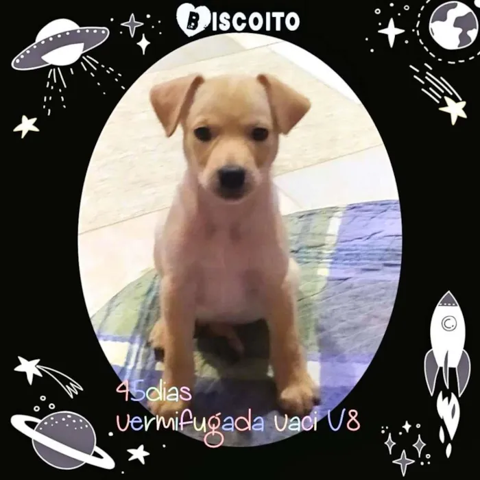 Cachorro raça SRD-ViraLata idade 2 a 6 meses nome Linda bebê