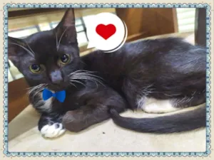 Gato raça SRD idade 2 a 6 meses nome Luvinha