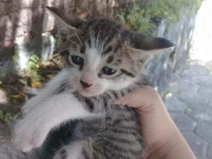 Gato ra a Vira lata idade Abaixo de 2 meses nome Os três mosqueteiros