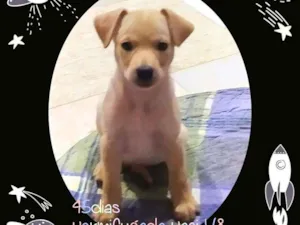 Cachorro raça SRD-ViraLata idade 2 a 6 meses nome Linda bebê