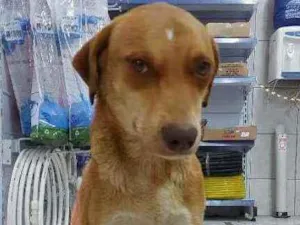 Cachorro raça Srd idade 2 anos nome Sifão