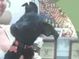 Estrela
