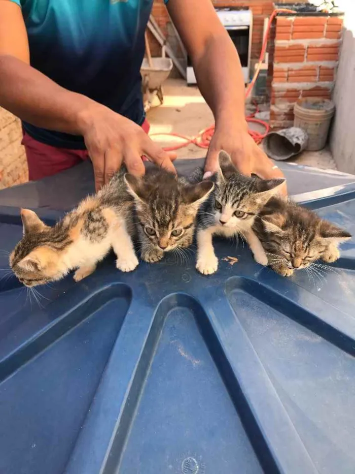 Cachorro ra a Não sei. idade Abaixo de 2 meses nome Não tem nome 