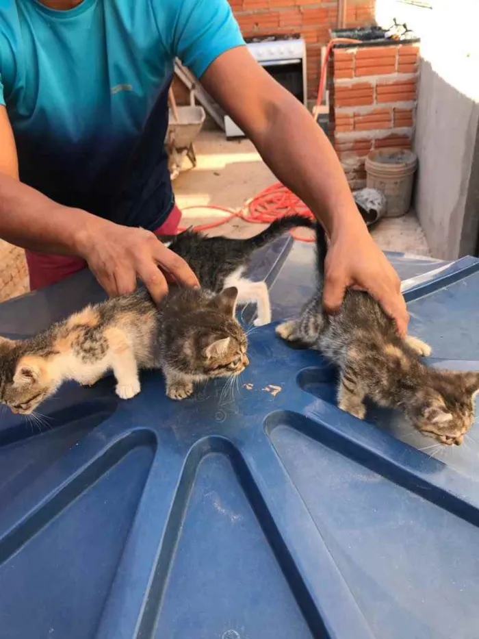 Cachorro ra a Não sei. idade Abaixo de 2 meses nome Não tem nome 