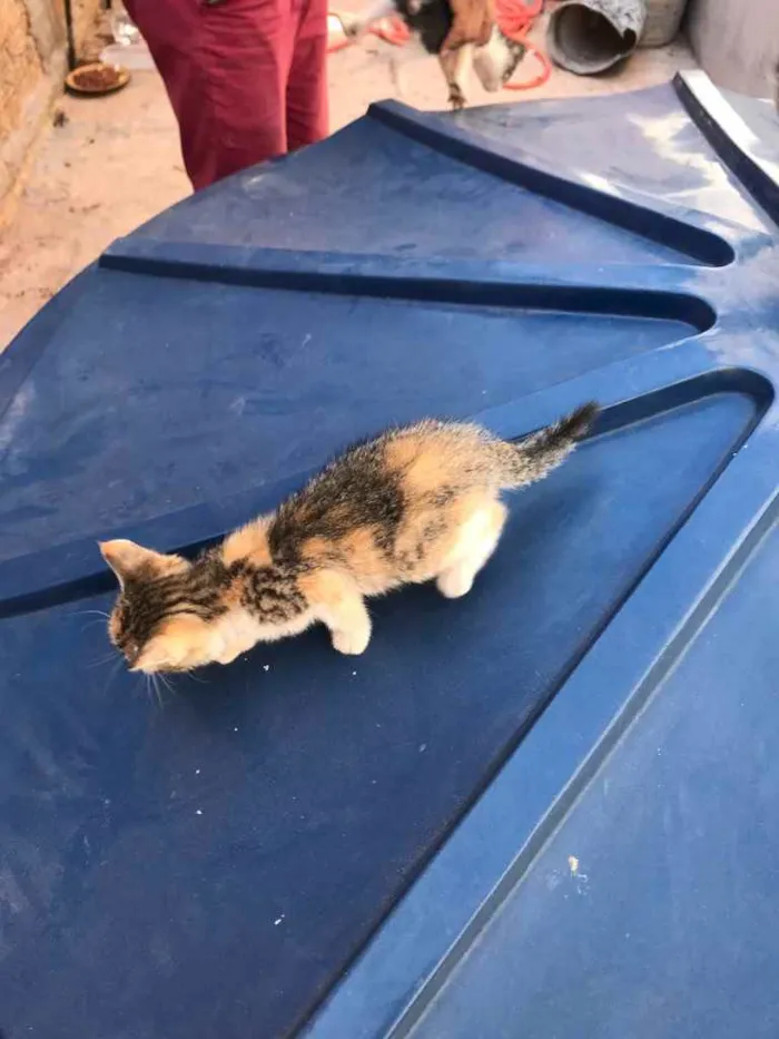 Cachorro ra a Não sei. idade Abaixo de 2 meses nome Não tem nome 