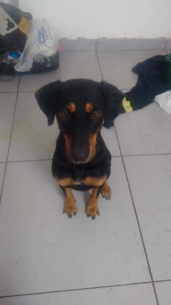 Cachorro ra a Vira lata idade 1 ano nome Nala