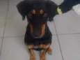 Nala