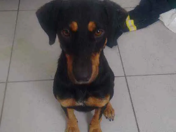 Cachorro ra a Vira lata idade 1 ano nome Nala