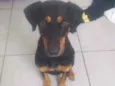 Nala