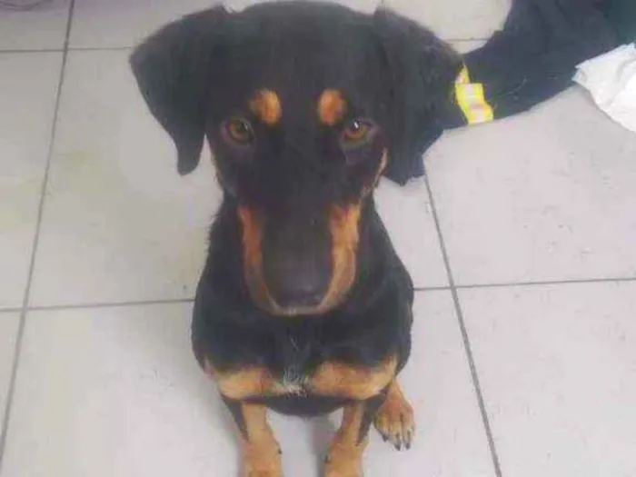 Cachorro ra a Vira lata idade 1 ano nome Nala
