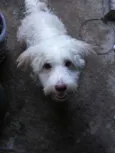 Totó