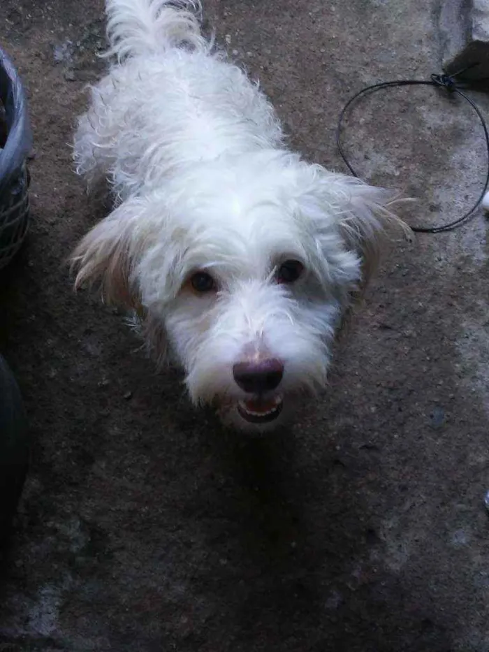 Cachorro raça Puldo idade 2 anos nome Totó