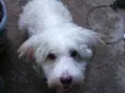 Totó