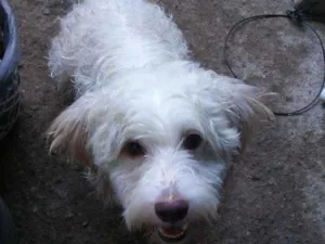Cachorro raça Puldo idade 2 anos nome Totó