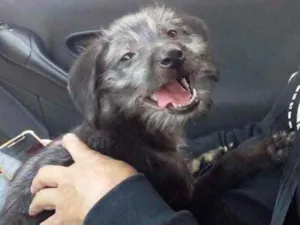 Cachorro raça Srd idade 2 a 6 meses nome Estopinha