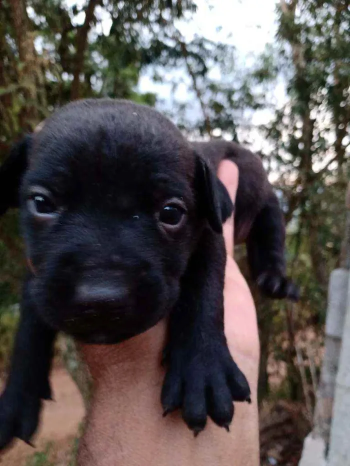 Cachorro ra a SRD-ViraLata idade  nome Sem nome 