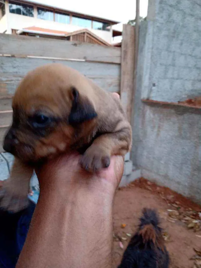 Cachorro ra a SRD-ViraLata idade  nome Sem nome 