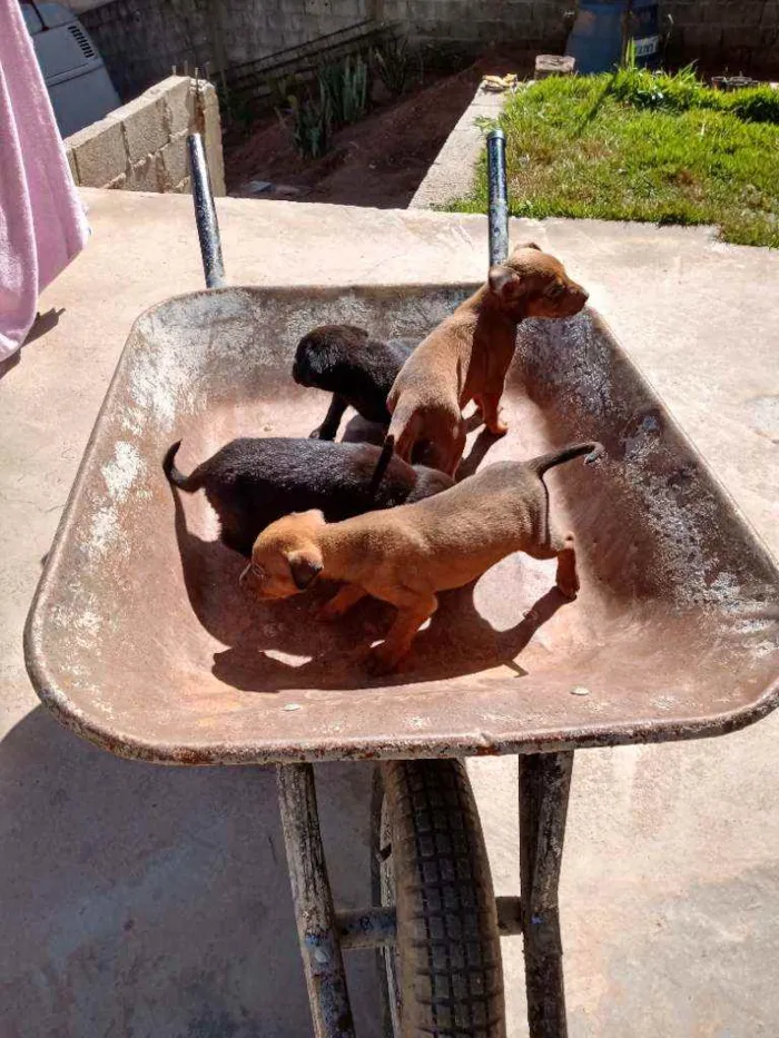 Cachorro ra a SRD-ViraLata idade  nome Sem nome 