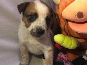 Cachorro raça SRD idade Abaixo de 2 meses nome Sem Nome