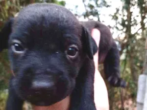 Cachorro raça SRD-ViraLata idade  nome Sem nome 