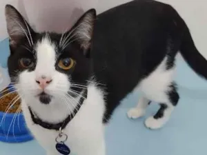 Gato raça  idade 7 a 11 meses nome Harry Potter