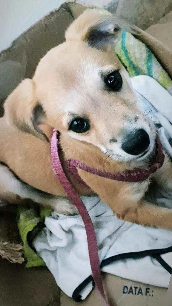 Cachorro ra a Labrador com   spitz idade 2 a 6 meses nome Amora