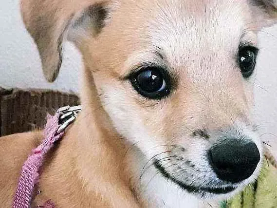 Cachorro ra a Labrador com   spitz idade 2 a 6 meses nome Amora