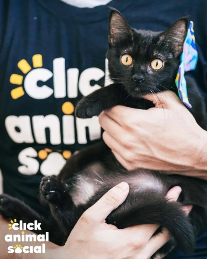 Gato ra a SRD-ViraLata idade 7 a 11 meses nome Tandara
