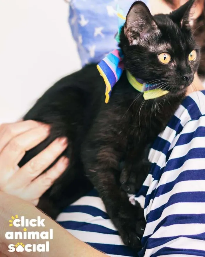 Gato ra a SRD-ViraLata idade 7 a 11 meses nome Tandara