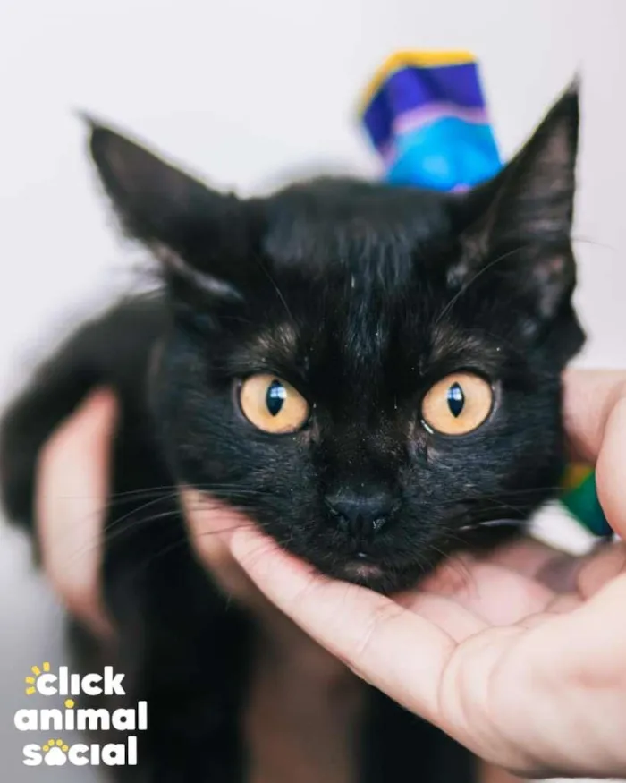 Gato ra a SRD-ViraLata idade 7 a 11 meses nome Tandara