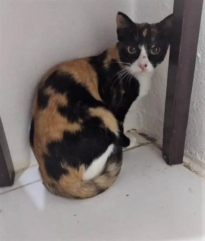 Gato ra a SRD-ViraLata idade 7 a 11 meses nome Kiara