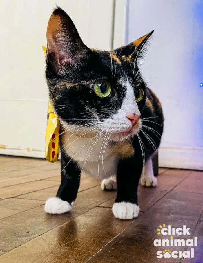 Gato ra a SRD-ViraLata idade 7 a 11 meses nome Kiara