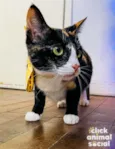Kiara