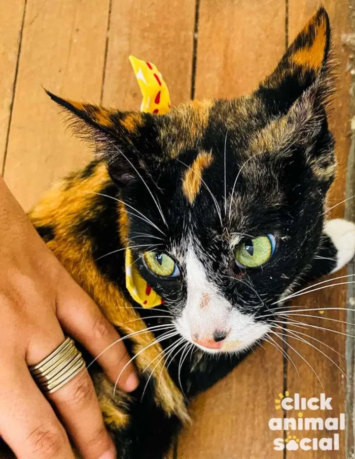 Gato ra a SRD-ViraLata idade 7 a 11 meses nome Kiara