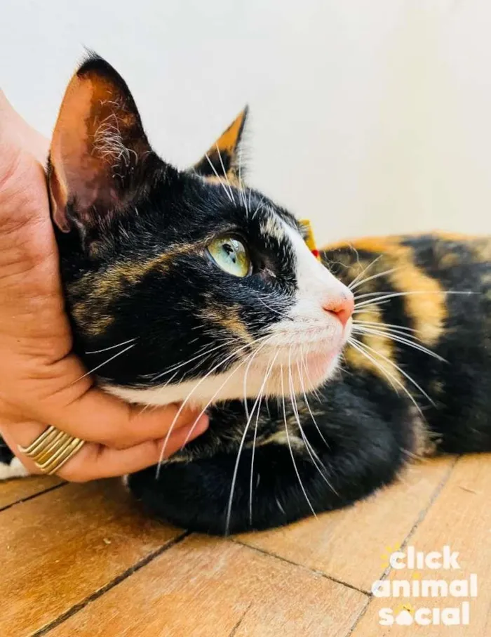 Gato ra a SRD-ViraLata idade 7 a 11 meses nome Kiara