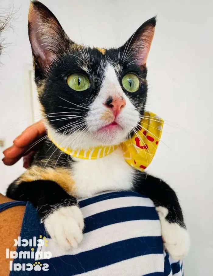 Gato ra a SRD-ViraLata idade 7 a 11 meses nome Kiara