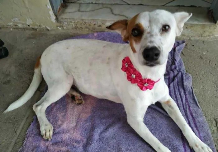 Cachorro raça SRD idade 2 anos nome Algema