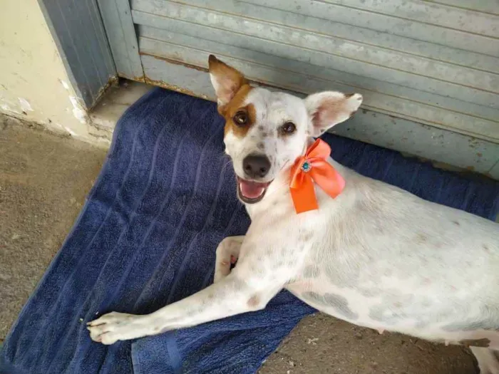 Cachorro raça SRD idade 2 anos nome Algema