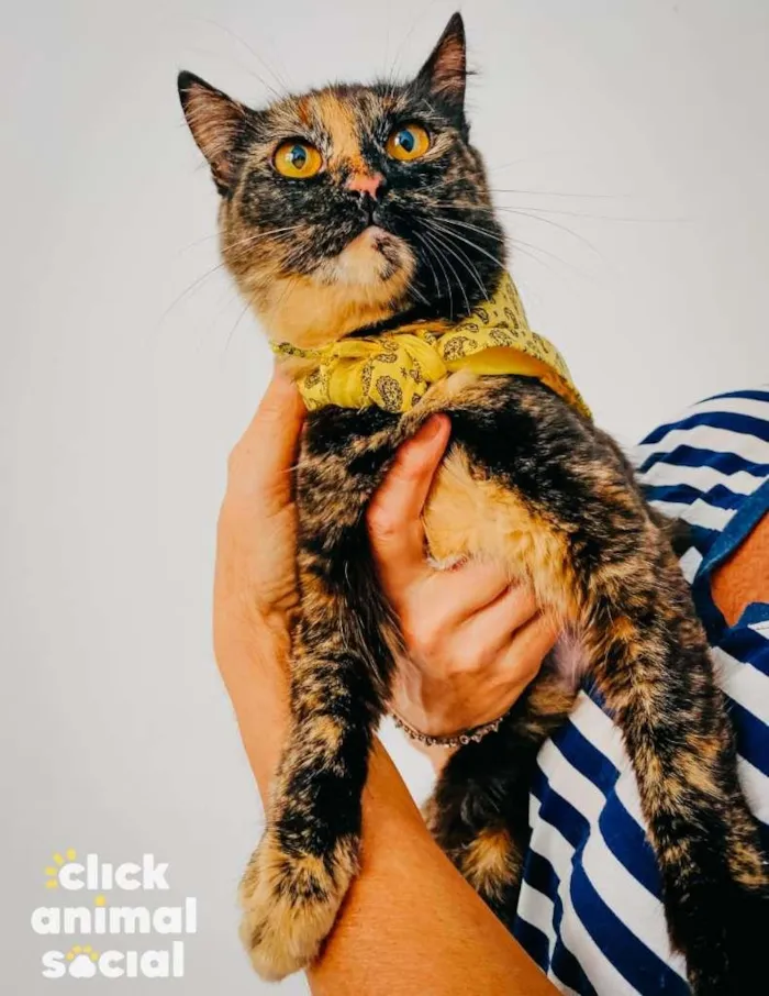 Gato ra a SRD-ViraLata idade 7 a 11 meses nome Chanel